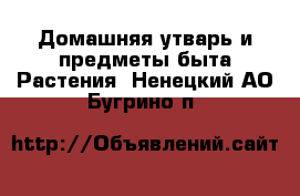 Домашняя утварь и предметы быта Растения. Ненецкий АО,Бугрино п.